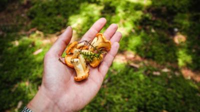 Person holding orange mushrooms in a forest
